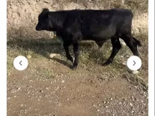 Bull, Aberdeen-Angus — Georgia