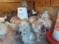 Chickens — الصورة 2