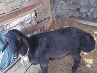 Ram, Sheep — photo 2