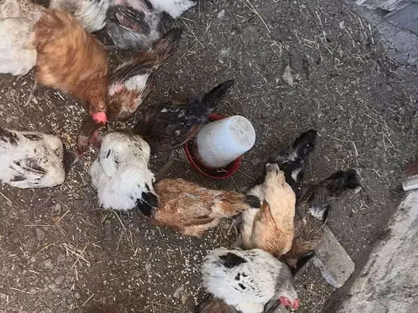 Araucana — Kyrgyzstan