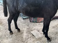 ঘোটকী, ঘোড়া — ছবি 3