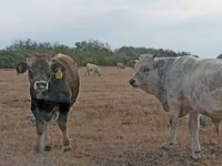 Bull, Charolais cattle — photo 5