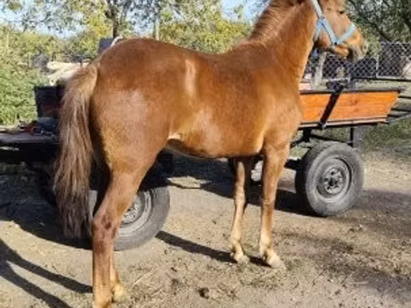 Faras dhaddig, Hungarian horse breed