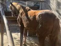 گھوڑی, گھوڑے — تصویر 1