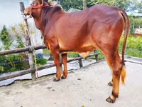Banteng, Cattle — foto 1