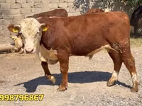 Toro, Vaca roja bielorrusa — foto 3
