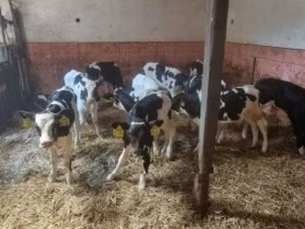 Bou, Rasa Holstein — Ungaria
