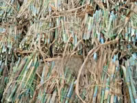 Pakchong Super Napier Cuttings - 1500 Cuttings/Pieces — foto 1