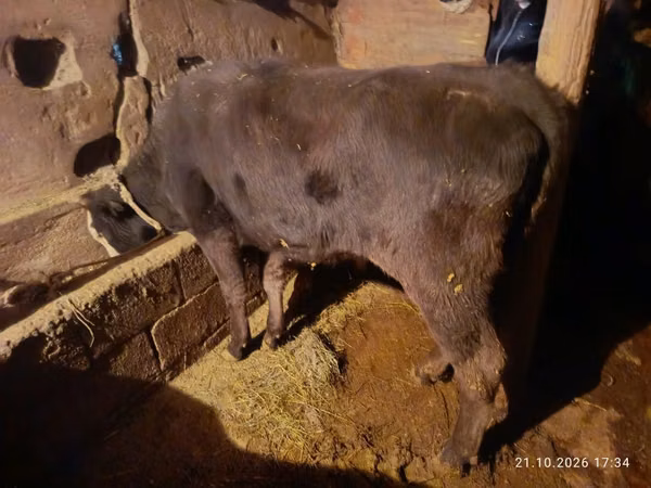 Vaca, Ganado vacuno