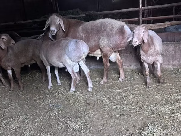 Ram, Sheep — Kyrgyzstan