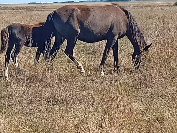 Mare, Horses — Kazakhstan