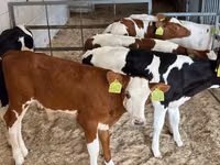 ወንድ በሬ, Cattle — ፎቶ 3