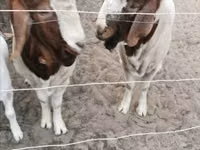 Billy Goat, Boer goat — photo 2