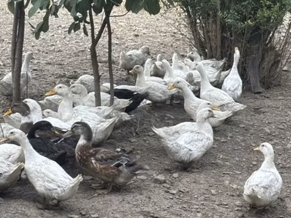 Ducks