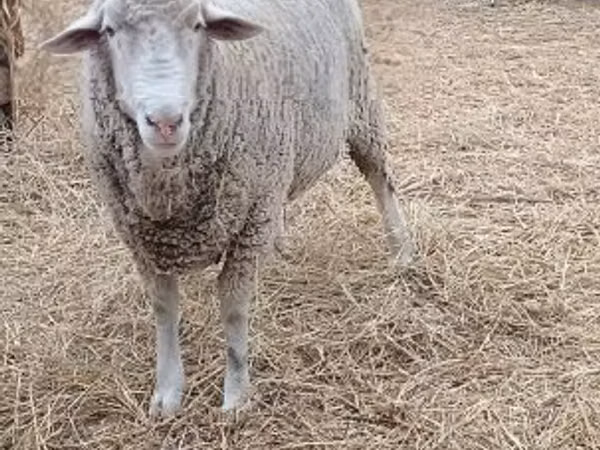 Berbec, Merino sheep