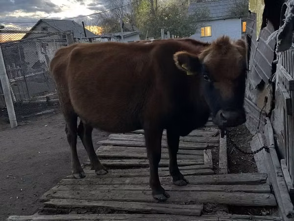 Ko, Kiansk ko — Kasakhstan