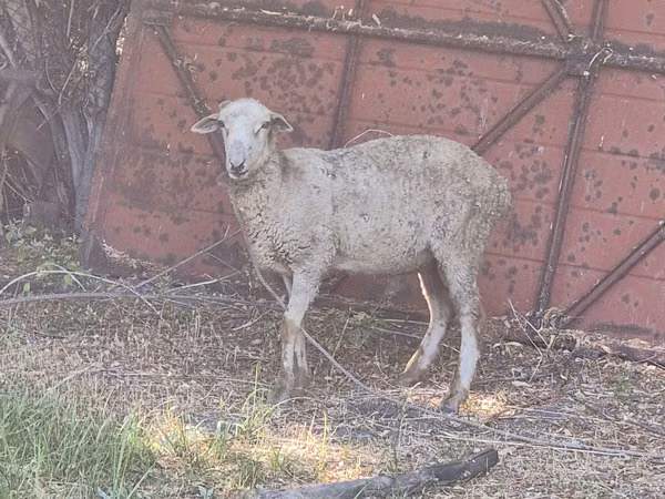 Kambing jantan, Sheep — Kazakhstan
