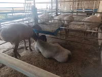 Kambing jantan, Arashan sheep — foto 4