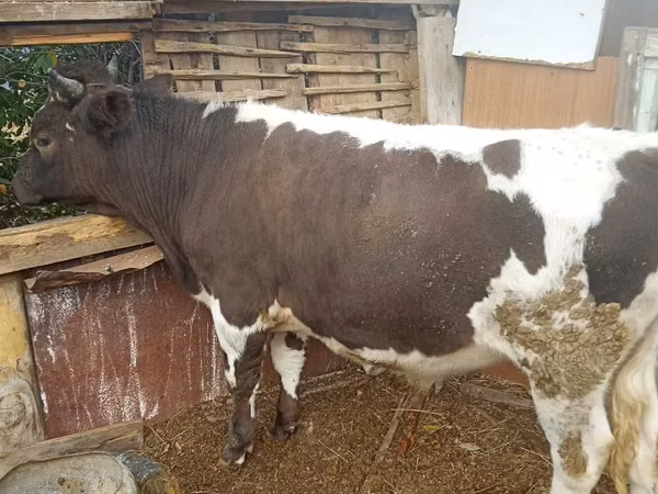 सांड, Simmental cattle — कज़ाखस्तान