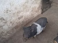 خوک ماده — عکس 1