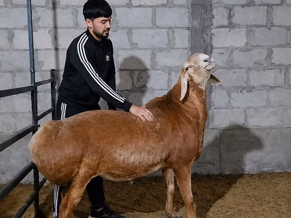 Ovan, Arashan sheep