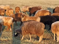 Sheep, Kazakh fat-tailed coarsewool sheep — photo 1