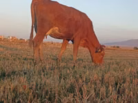 Vache, Bovins — photo 3