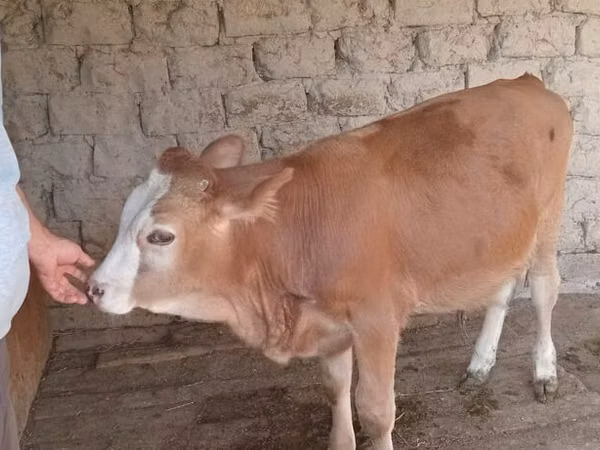 Bull, Simmental cattle — Kyrgyzstan