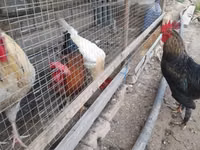 Chickens — عکس 4