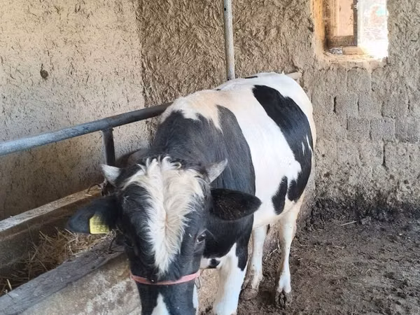 Bulle, Russian Black pied cattle