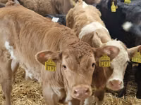 گاو و گوساله (گروه، جنسیت مشخص نشده), Simmental cattle — عکس 7