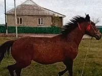 Madyan, Atlar — foto 2