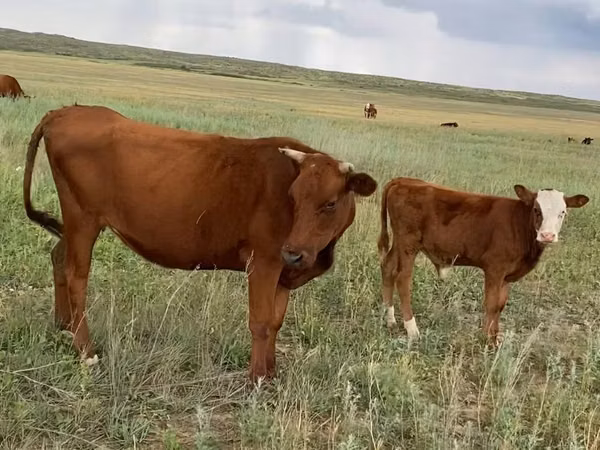 公牛, Latvian Blue cattle — 哈萨克斯坦