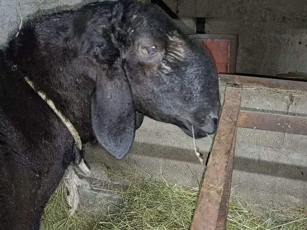 Sheep, Arashan sheep — Kyrgyzstan