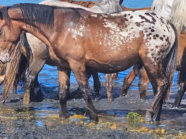 Ngựa (lô, chưa xác định giới tính), Mugalzhar horse