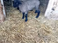 Koyun, White Suffolk sheep — foto 1