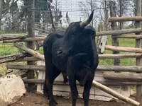 Bou, Nguni cattle — foto 2