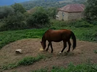 Kůň, Koně — foto 1