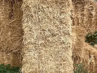 Продаю пшеничная саломы любое количество по 120сом с доставкой - — Foto 3