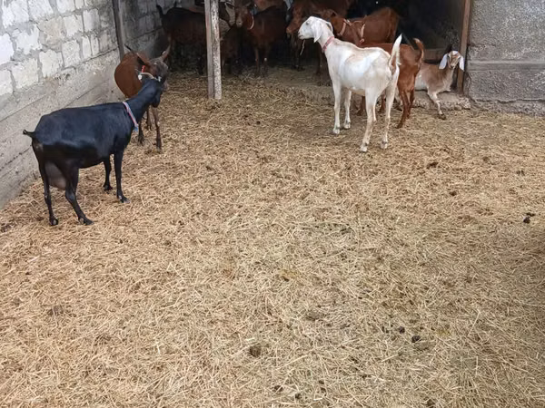 Billy Goat, Nubian Goat