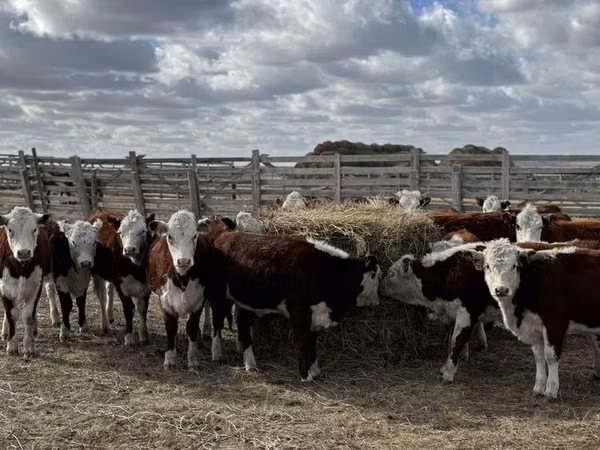 Vaca, Cabeça Branca Ucraniana