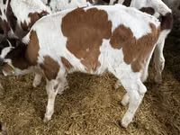 ወንድ በሬ, Simmental cattle — ፎቶ 4