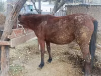 암말, Kyrgyz Horse — 사진 1