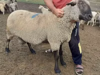 قوچ, Hampshire sheep — عکس 3