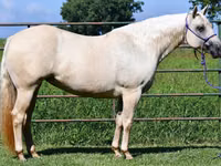 Kuda betina, Quarter Horse — foto 7