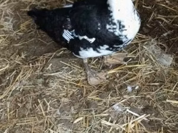 Ducks — Hungary