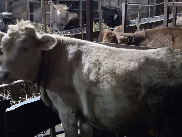 Krava, Simmental cattle