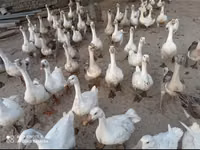 Geese — foto 2