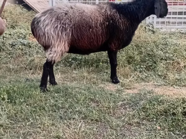 Ido, Sheep — Usbakistan