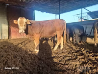 Toro, Simmental cattle — foto 2